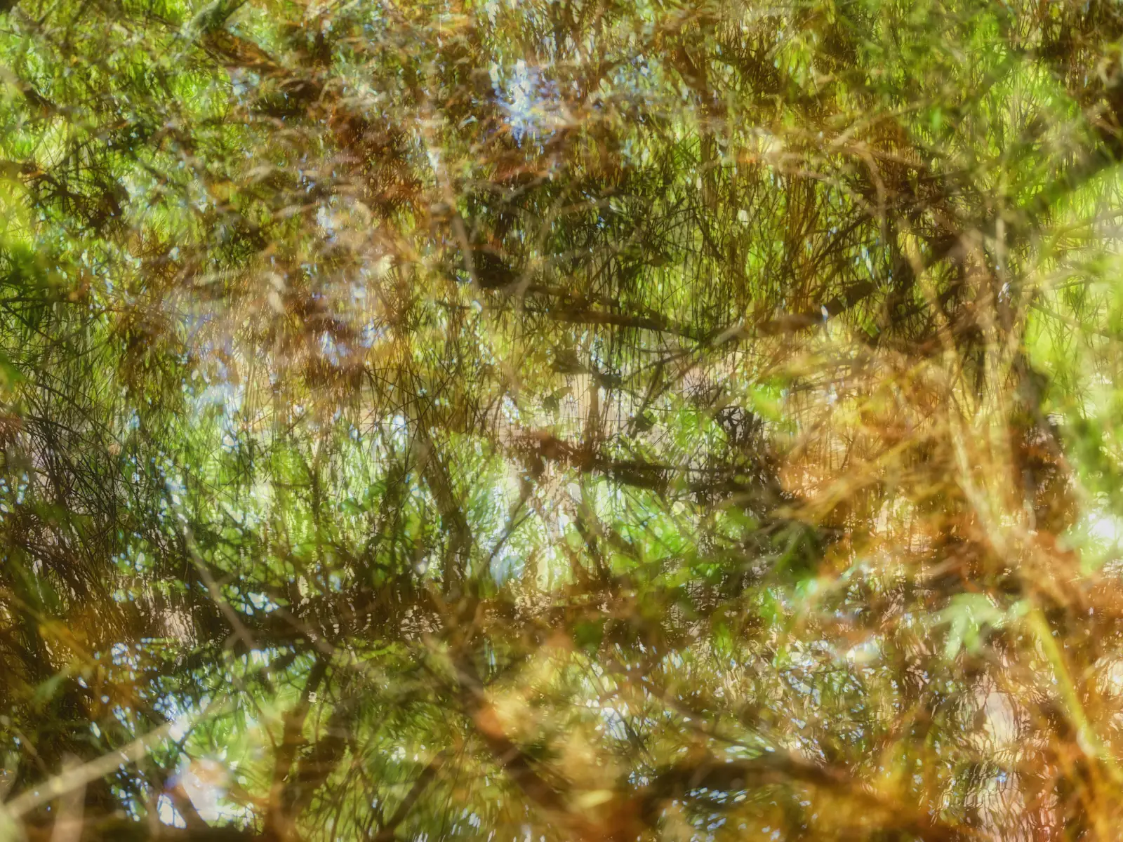 Art of Nature II