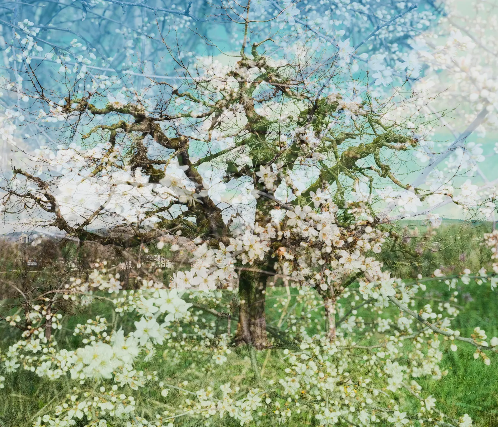 Gleam of Blossoms