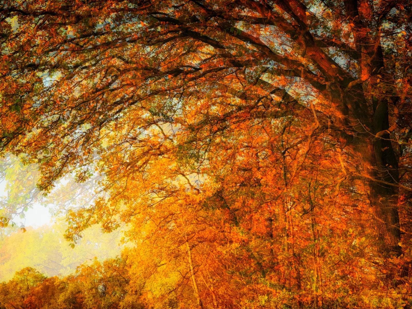 Gold and Orange