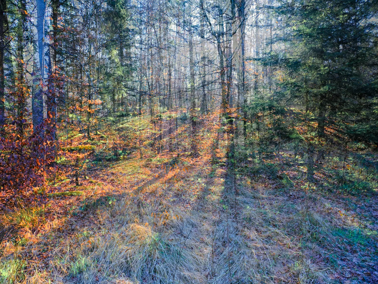 Morning in the Forest