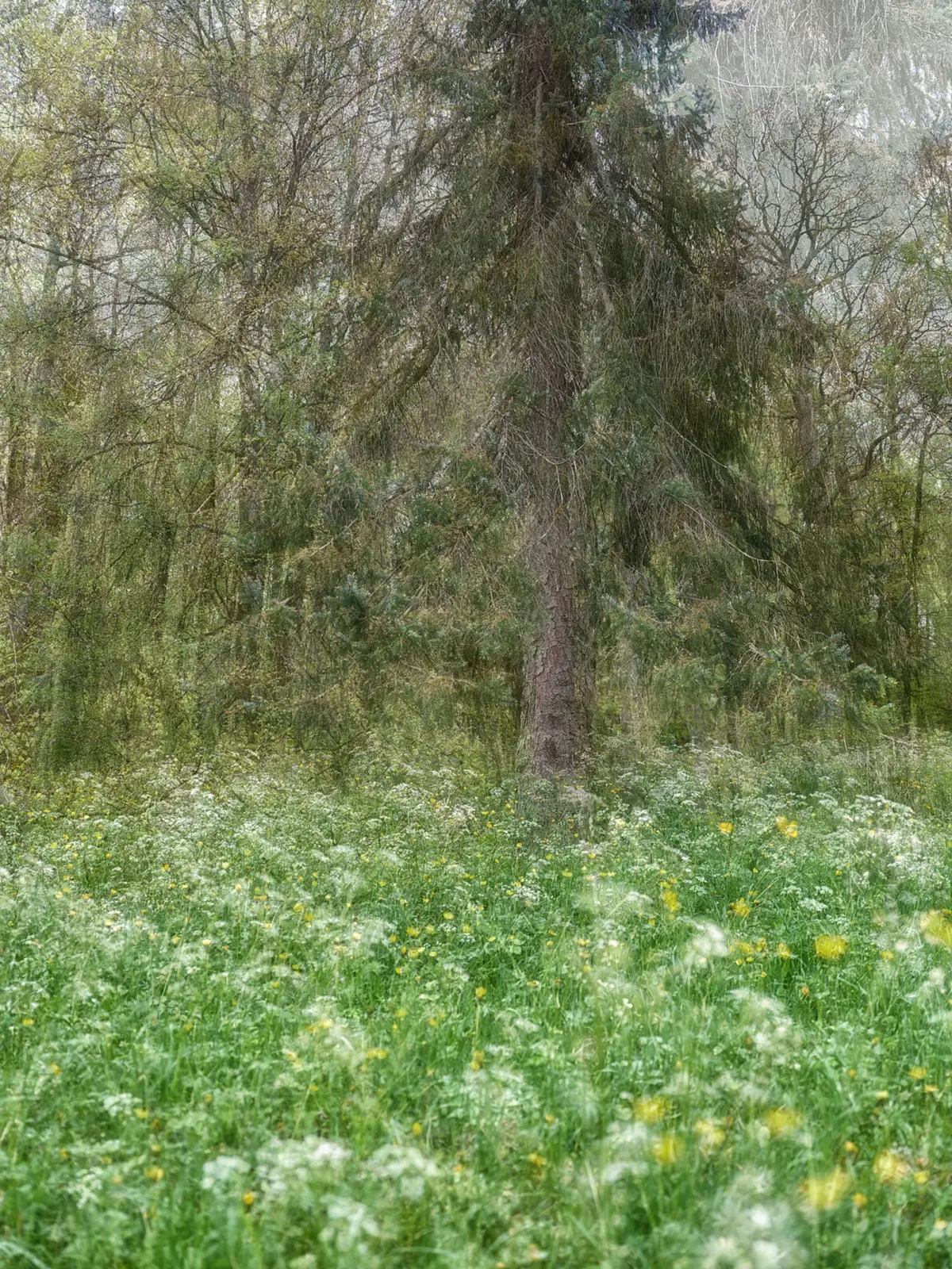 Solitude