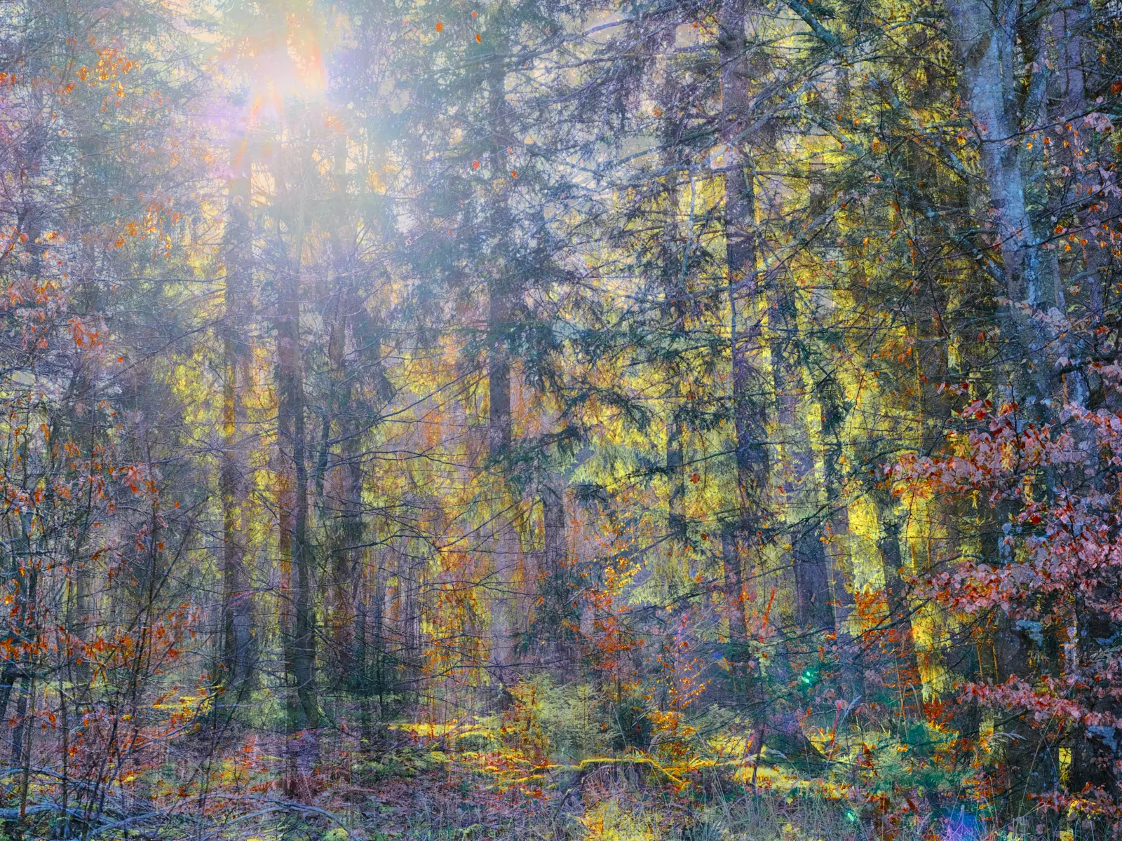 Spring in the Forest