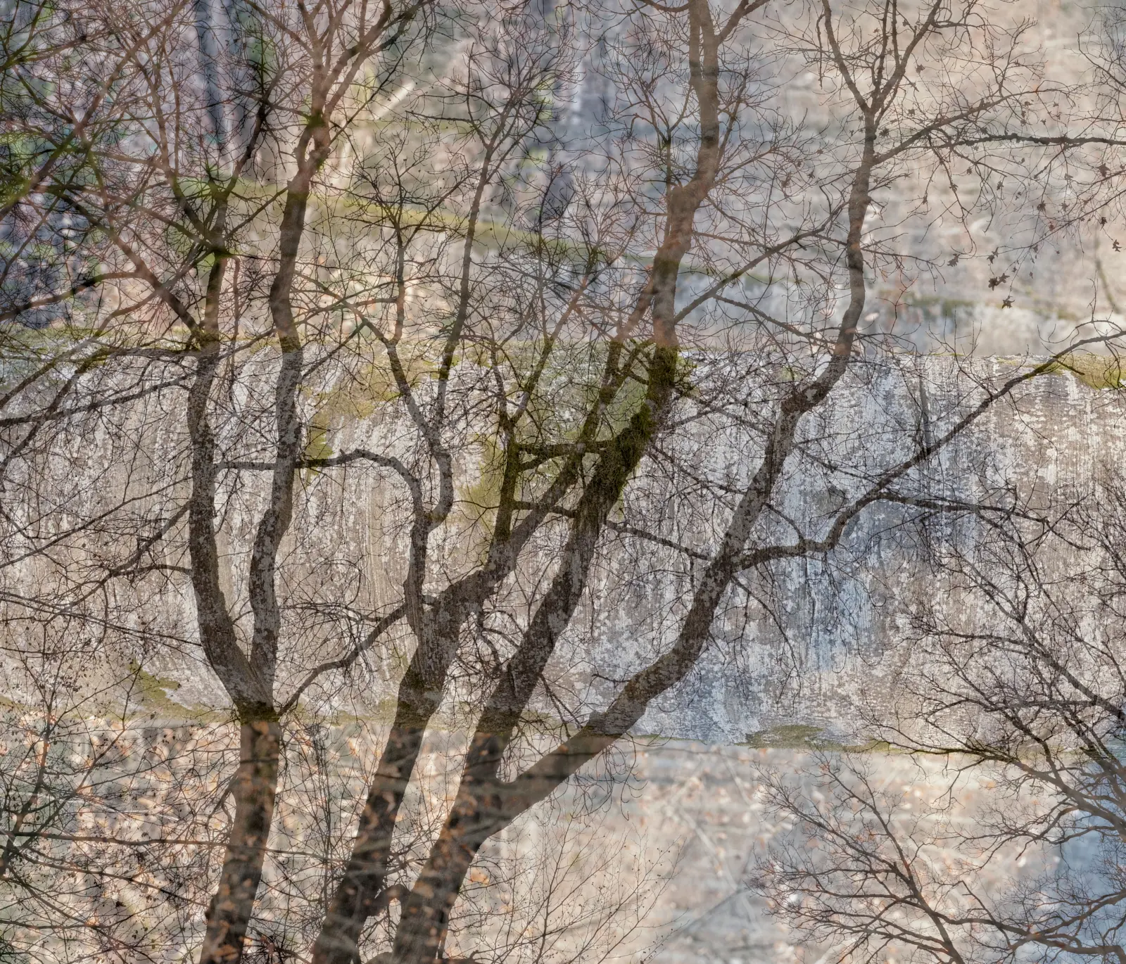 Whispering Trees