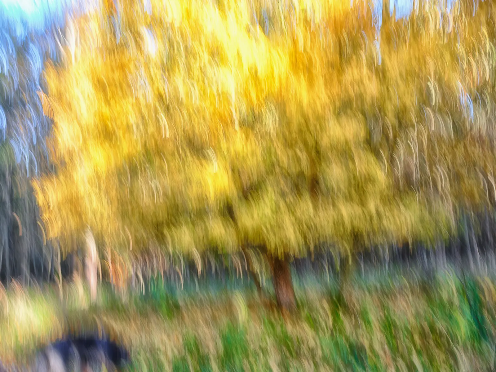 Yellow Trees